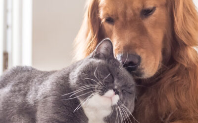 ASPCA Pet Insurance